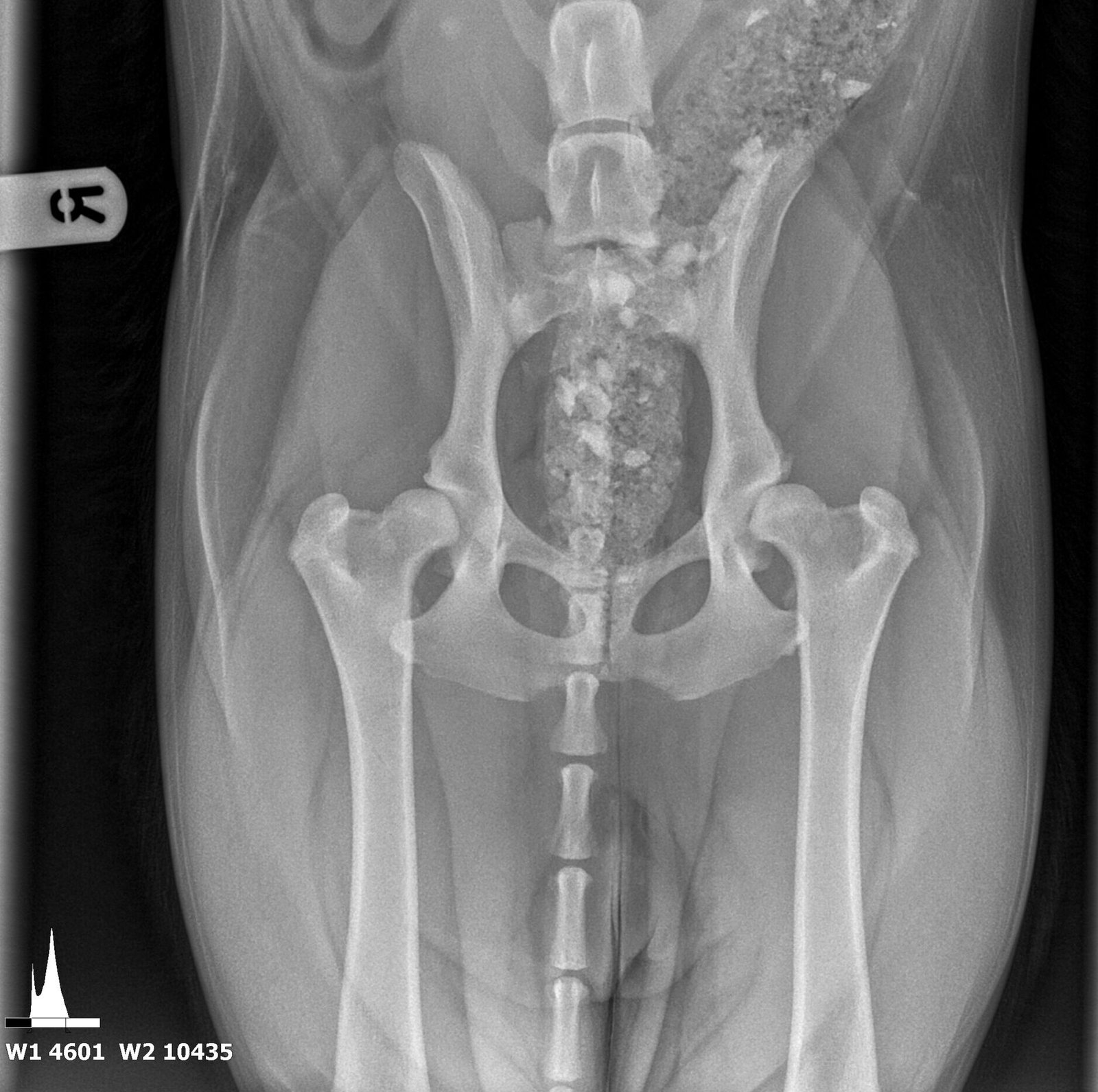 Learn how to effectively manage hip dysplasia in dogs through weight management, exercise modification, medication, joint supplements, and physiotherapy intervention. Discover holistic approaches to alleviate pain, improve mobility, and enhance your dog's quality of life.