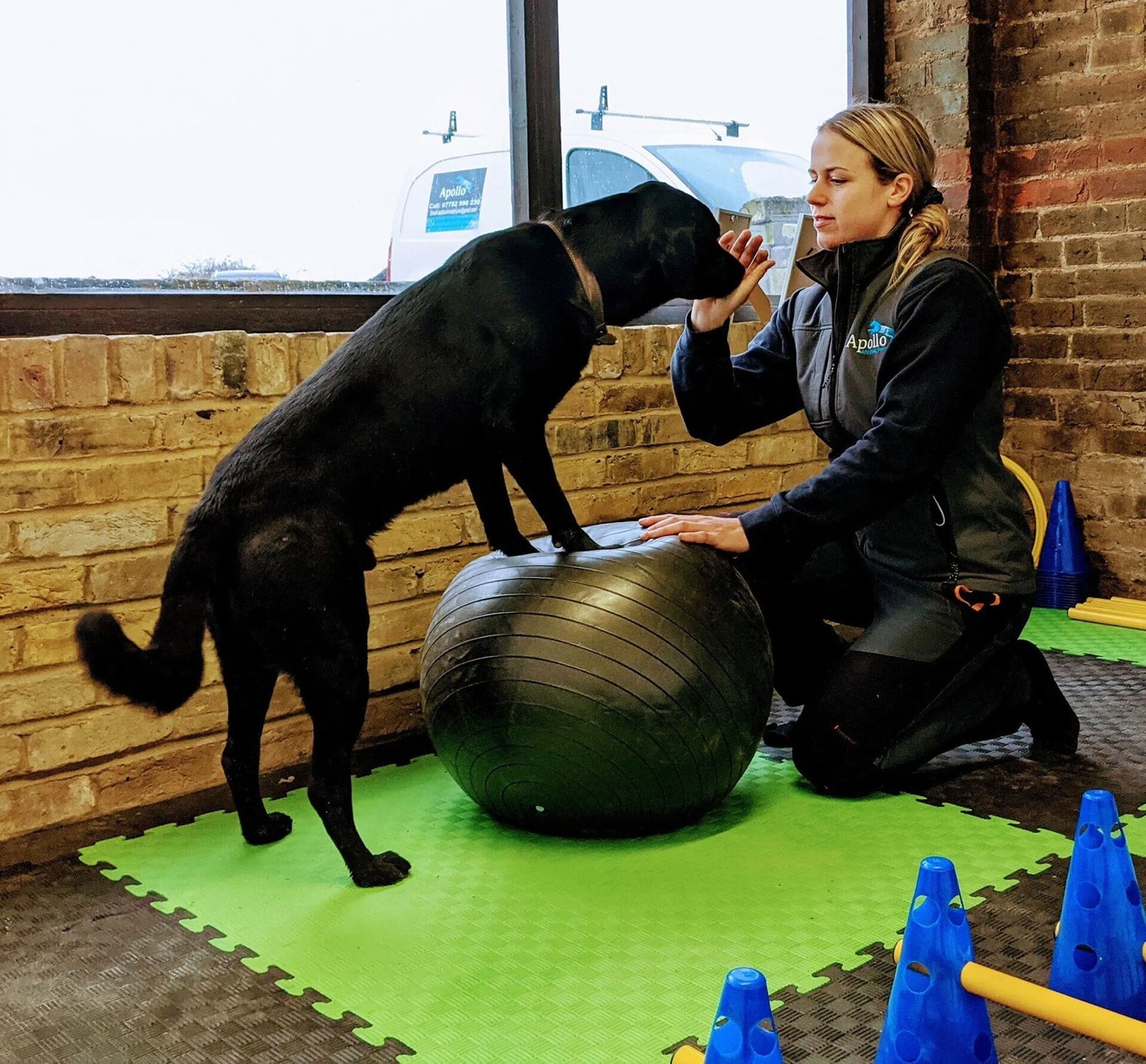 Discover top-notch physiotherapy and hydrotherapy for dogs in Ramsgate, Kent. Trust Apollo Animal Physio, Kent's leading veterinary rehabilitation specialists, for expert care.