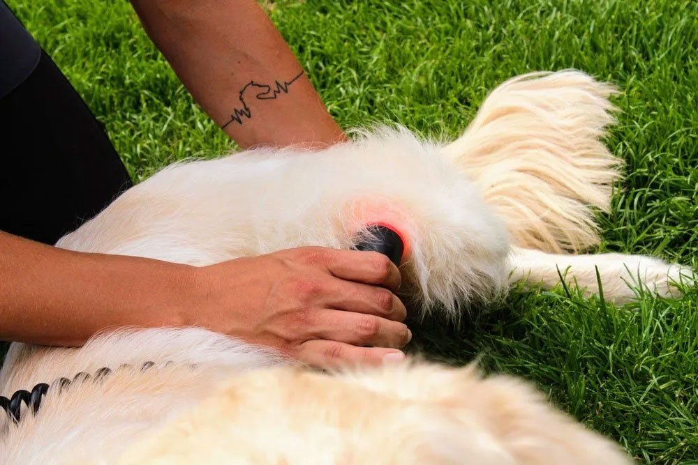 Explore the benefits of physiotherapy in supporting dogs after TPLO surgery. Learn how tailored exercises and modalities help alleviate pain, strengthen muscles, improve joint stability, and enhance overall recovery.