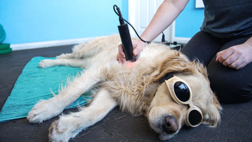 Canine Scan