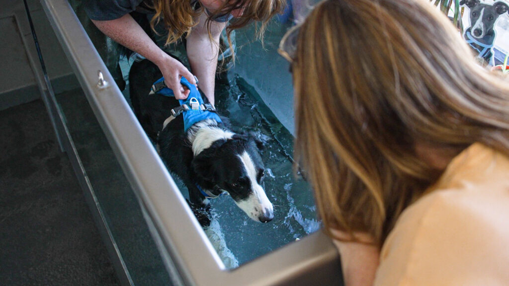 Canine Hydrotherapy Session