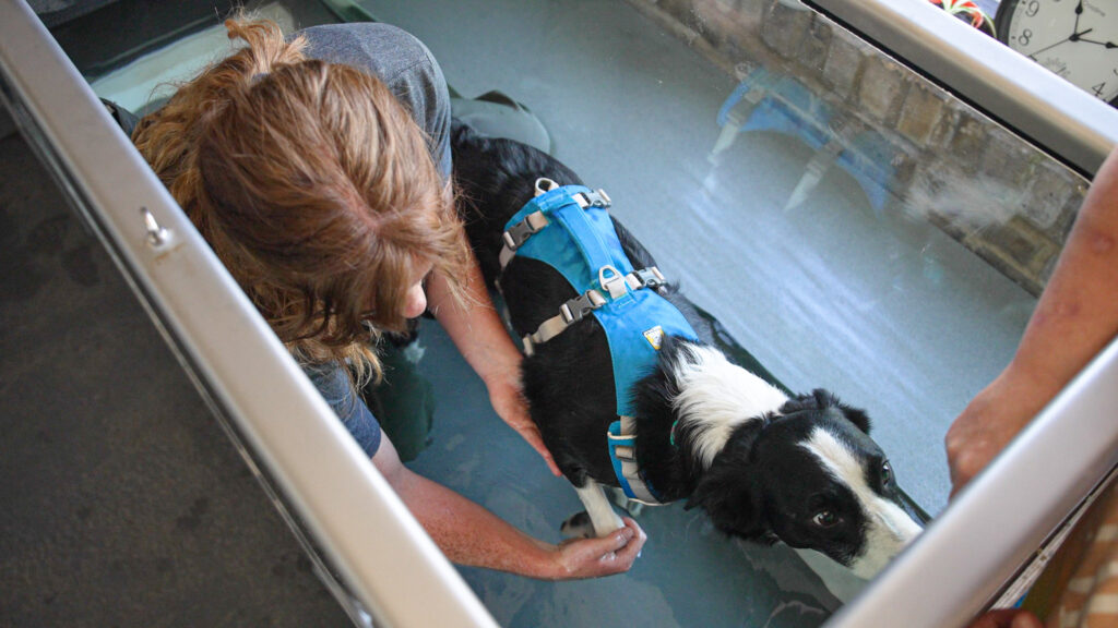 Canine Hydrotherapy